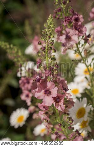 Pink Mullein, Verbascum Phoeniceum, Close-up Flowers