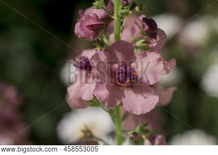 Pink Mullein, Verbascum Phoeniceum, Close-up Flowers