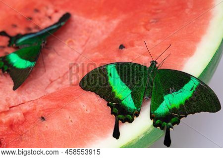 Bright And Juicy Butterfly On A Watermelon. Papilio Palinurus. Green Butterfly On A Red Watermelon