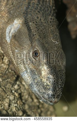 Vertical Close Up Of A Varanus Albigularis - White Throated Monitor