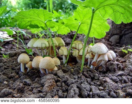 Autumn, Background, Beautiful, Brown, Cap, Closeup, Color, Toadstool Mushrooms On A Background Of A 