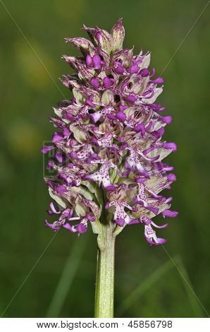 Lady x abe orkidé Hybrid