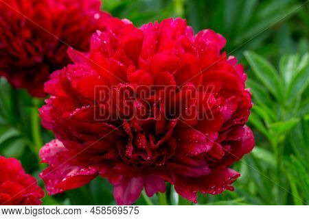 Red Peony Albiflora. Paeonia Officinalis Command Performance In The Garden