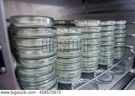 Lots Of Petri Dishes In The Refrigerator To Store Petri Dishes With Samples Of Materials For The Dev