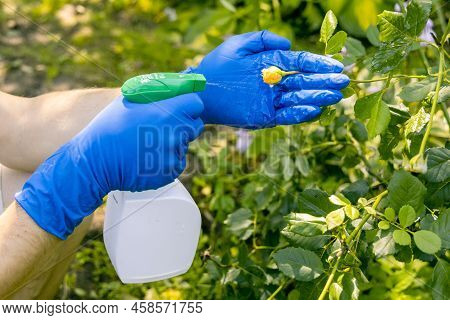 Treatment In The Garden Of Young Shoots Of Roses From Aphids, Whiteflies And Insect Pests