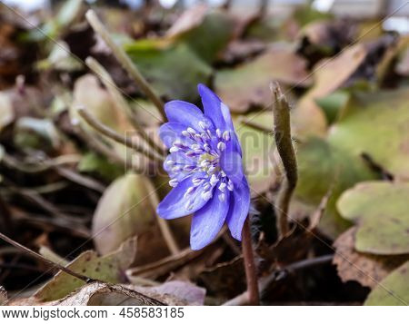 Beautiful Macro Shot Of A First Single Wildflower Large Blue Hepatica (hepatica Transsilvanica) Star