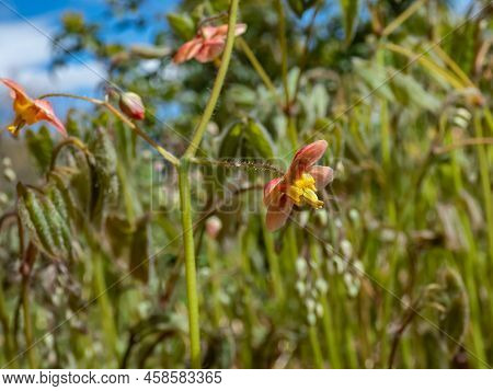 Close-up Of The Spreading Plant The Warley Epimedium (epimedium X Warleyense) Orangekonigin Flowerin