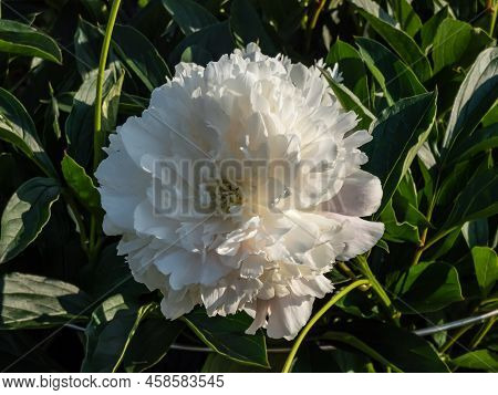 Peony (paeonia Lactiflora) 'cornelia Shaylor' Flowering With Flesh-white And Pale Rose-colored Flowe