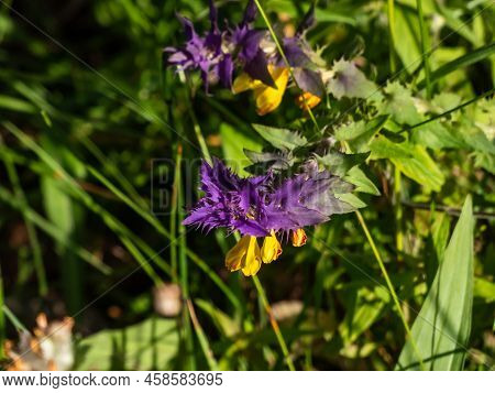 Close-up Of The Wood Cow-wheat (melampyrum Nemorosum) Flowering With Flowers In Yellow And Red Contr