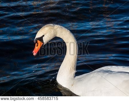 Beautiful Close-up Of Portrait Of Adult Mute Swan (cygnus Olor) With Focus On Eye And Head With Deep