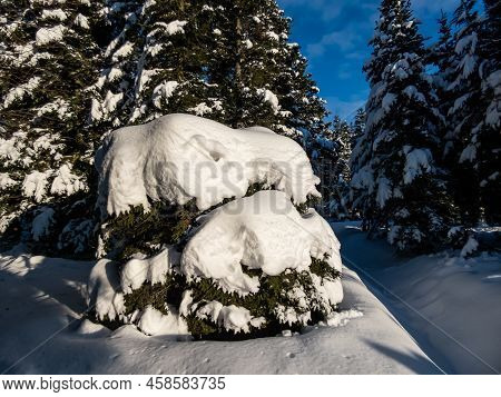 Thick Layer Of Snow On Trees And Surroundings In Winter After A Snowfall On A Bright Sunny Day With 