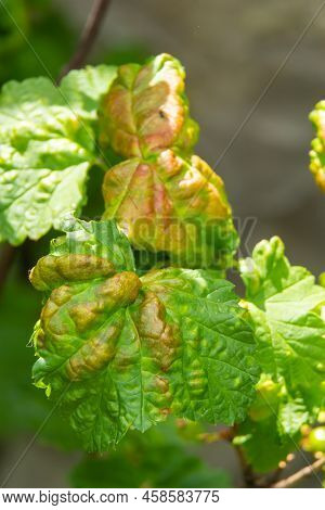 Aphids Curled Foliage, Close Up Leaf Curled On Cherry Tree, Prunus Sp, Caused By Black Cherry Aphid,