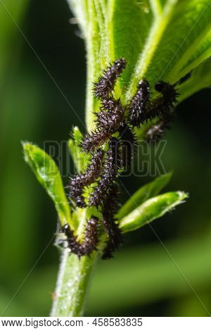 Buck Moth Caterpillars, Hemileuca Maia, On A Leaf