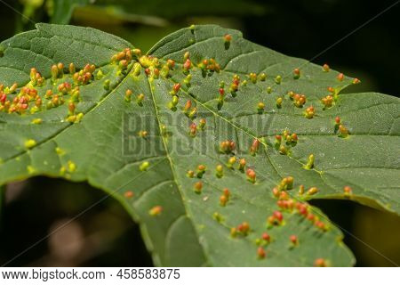 Acer Opalus Subsp Granatensis Parasitized Leaf With Gills Of Intense Red Color From Aceria Cf Macror
