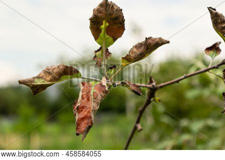 Rosy Leaf-curling Apple Aphids, Dysaphis Devecta, Apple Tree Pest. Detail Of Affected Leaf
