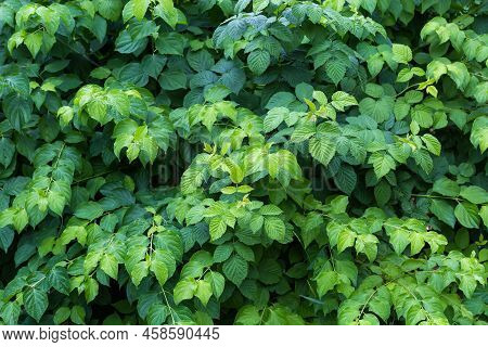 Thicket Of Green Osier And Raspberry With Green Leaves Covered With Water Drops During A Rain