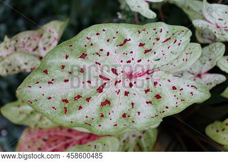 Close Up Of The Beautiful White And Red Speckled Leaf Of Caladium Miss Muffet