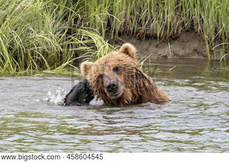Alaskan Brown Bear Scratching