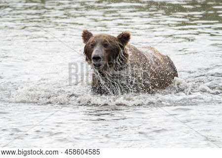 Alaskan Brown Bear Fishing For Salmon In Mikfik Creek In Mcneil River State Game Sanctuary And Refug