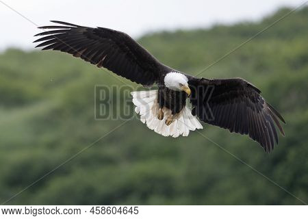 Bald Eagle In Flight In Mcneil River State Game Sanctuary And Refuge In Alaska