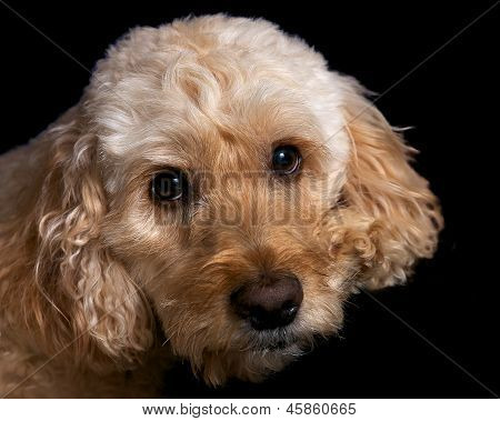 Spoodle