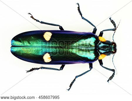 Beetle Isolated On White. Metallic Green Jewel Beetle Megaloxantha Bicolor Macro, Buprestidae, Colle