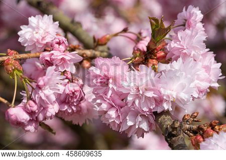 Close Up Image Of Hill Cherry Kiku-shidare-sakura (prunus Serrulata)