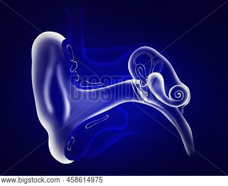 Anatomy Of Human Ear On Blue Background. Illustration