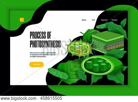 Process Of Photosynthesis Concept Educational Website Banner Design With Green Leaves Light Transfor