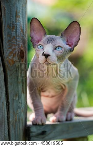 Portrait Of Young Sphynx Hairless Cat With Blue Eyes Sitting On Wooden Crossbar In Enclosure Of Catt