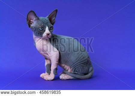 Portrait Of Canadian Cat Of Color Blue And White Sitting On Blue Background And Looking Back Warily.