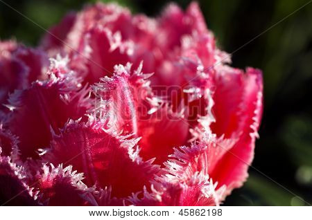 Fringed Tulip
