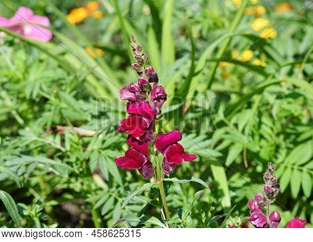 Snapdragon Flower Or Antirrhinum (latin Antirrhinum)