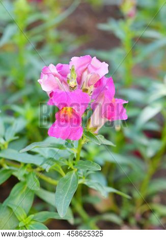 Snapdragon Flower Or Antirrhinum (latin Antirrhinum)