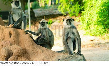 Grey Langur Monkeys In Sri Lanka. Specie Semnopithecus Priam In Arugam Bay.