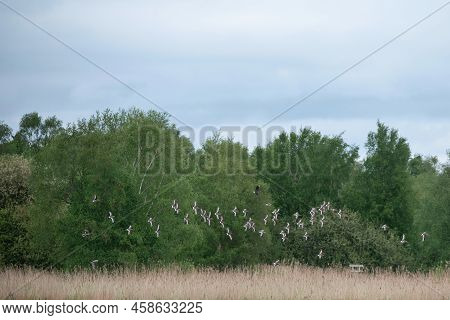 Flock Of Black Tailed Godwits Limosa Limosa In Flight Over Somerset Levels Landscape