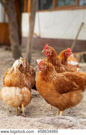 A Flock Of Golden Comet Chickens Are Standing In A Farmyard. One Curious Hen Stands Out From The Cro