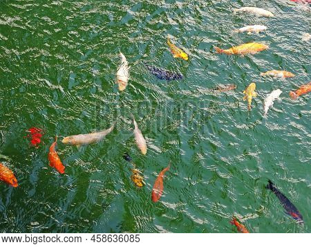 Golden Carps And Koi Fishes In The Pond. Yellow, Orange, Black Fish In Chinese Pond. Clear Water Otr