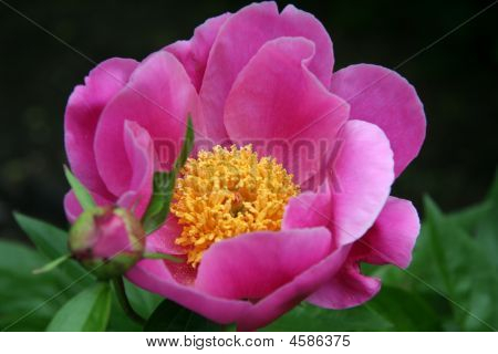 Peonia