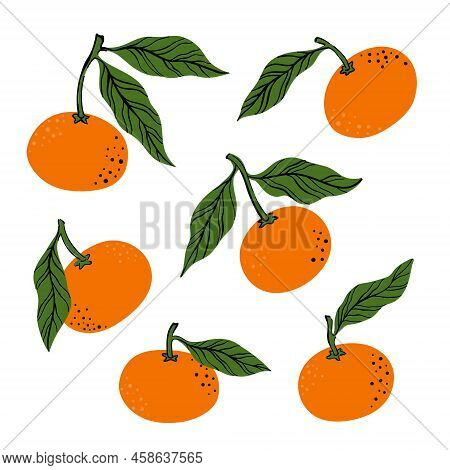 Tropical Set Orange Mandarine And Leaves. Hand Drawn Orange Tangerine Isolated On White Background. 