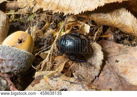 Forest Beetle, Anoplotrupes Stercorosus, A Species Of Dung Beetle And The Subfamily Geotrupinae