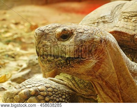 Giant Turtles Dipsochelys Gigantea In Tropical Park In Mauritius. Galapagos Islands. Galapagos Turtl