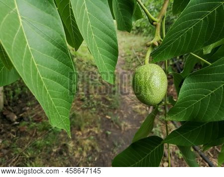 Walnut Fruit On A Tree. Green Walnut On A Tree. Walnut In The Shell On A Tree. Large Tropical Walnut