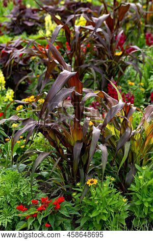 Ornamental Purple Pearl Millet Or Pennisetum Glaucum In Summer Garden.