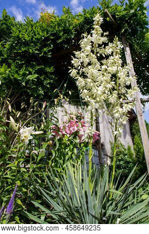 Yucca Being Grown In A Garden With Some Lilies Blooming Next To It And Wisteria Above It
