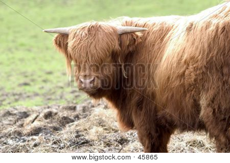 Highland Cow