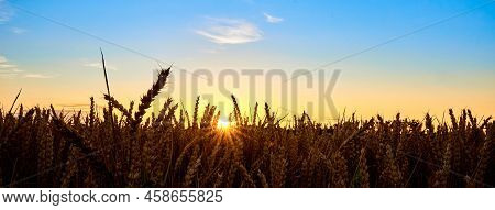 Golden Field With Ripe Wheat Ears At Sunset, Food Crisis And World Hunger Concept, Growing Wheat Spr
