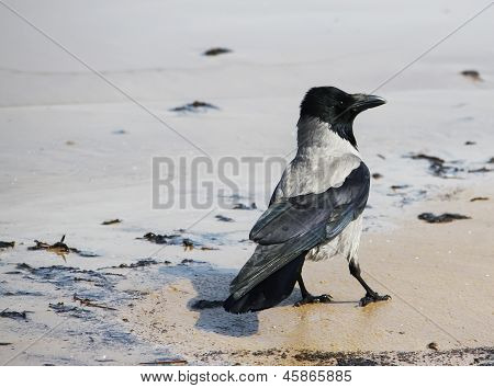 Magpie