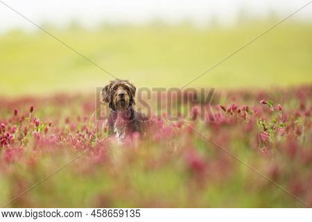 Rough-coated Bohemian Pointer Is Breed Of Versatile Dog. Dog Looking For Catch In Italian Clover Fie