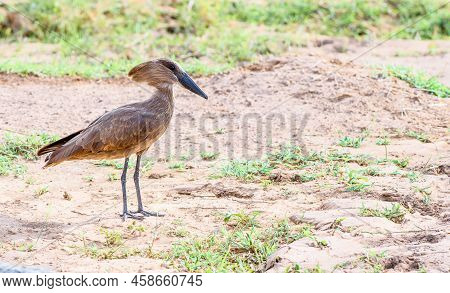 It's Hammer Time. Hammerkop Foraging For Food
